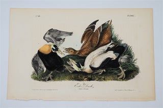 Item #1764 Eider Duck - Plate 405. John James Audubon