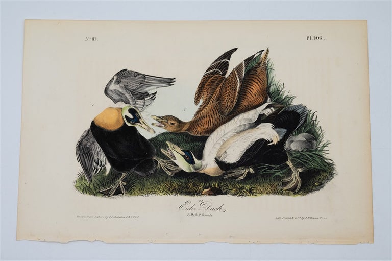 Item #1764 Eider Duck - Plate 405. John James Audubon.