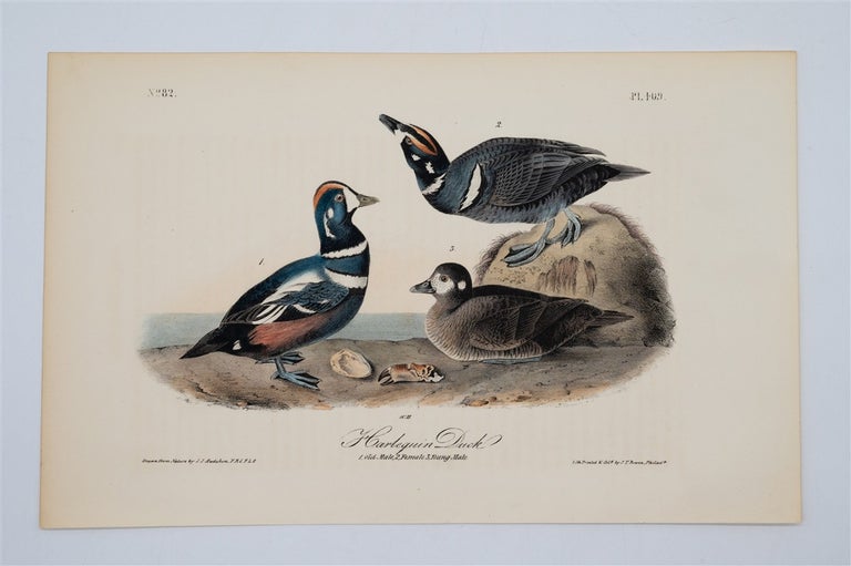 Item #1765 Harlequin Duck - Plate 409. John James Audubon.