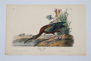 Item #1766 Glossy Ibis - Plate 358. John James Audubon
