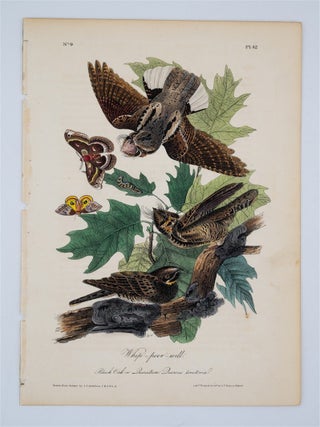 Whip-Poor-Will Plate 42. John James Audubon.