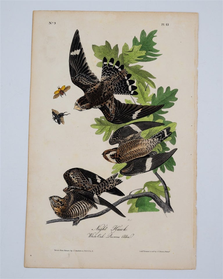 Item #1770 Night Hawk - Plate 43. John James Audubon.