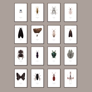 Item #1943 Deluxe Set of 16 Large Prints "The Species of the Tetra-Novaspem" (Free Shipping)....