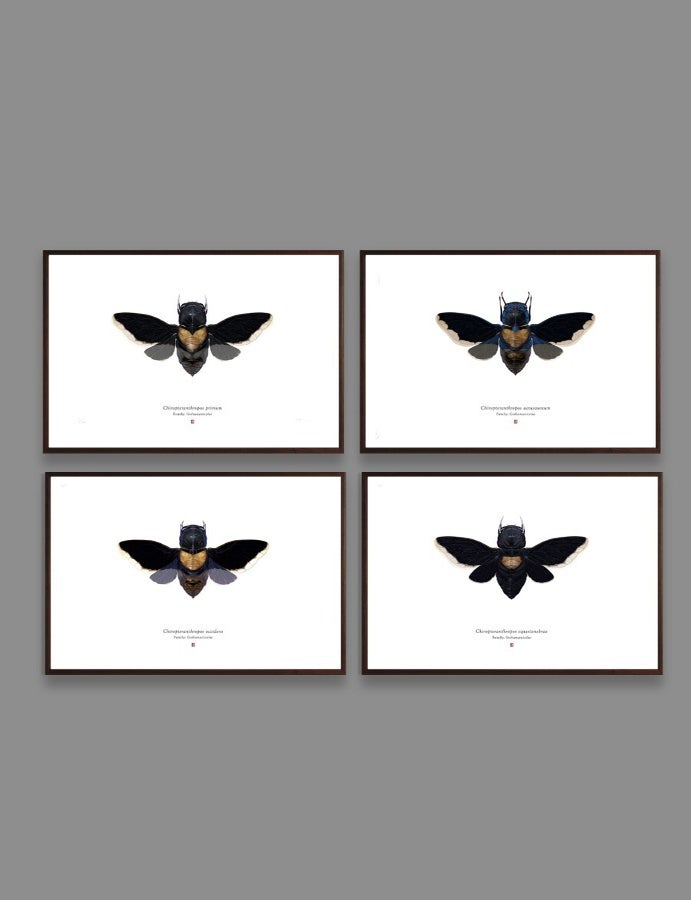 Item #1990 Set of 4 'chiropteranthropos Sp.' Limited Edition Prints. Richard Wilkinson.