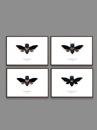 Set of 4 'chiropteranthropos Sp.' Limited Edition Prints. Richard Wilkinson.