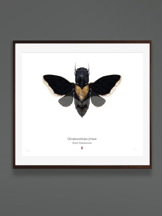 Set of 4 'chiropteranthropos Sp.' Limited Edition Prints