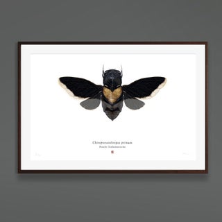 Set of 4 'chiropteranthropos Sp.' Limited Edition Prints