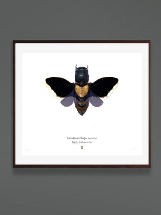 Set of 4 'chiropteranthropos Sp.' Limited Edition Prints