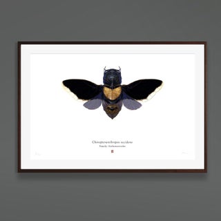 Set of 4 'chiropteranthropos Sp.' Limited Edition Prints