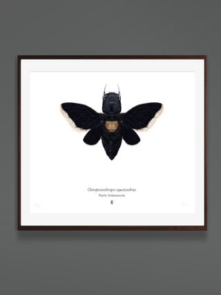 Set of 4 'chiropteranthropos Sp.' Limited Edition Prints