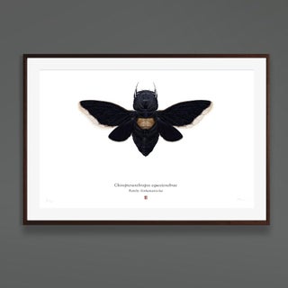Set of 4 'chiropteranthropos Sp.' Limited Edition Prints