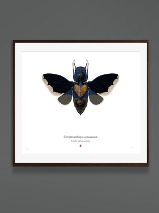 Set of 4 'chiropteranthropos Sp.' Limited Edition Prints