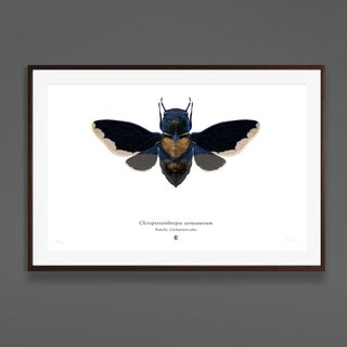 Set of 4 'chiropteranthropos Sp.' Limited Edition Prints