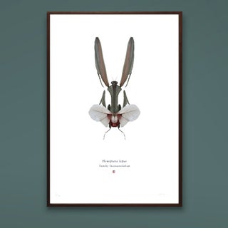 Item #2073 Hemiptera Lepus A4 Limited Edition Print. Richard Wilkinson