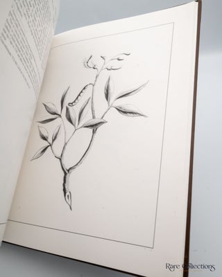 Jan Commelin's Monograph on Cape Flora Drawings and desriptions of the plants that the Hon. Simon van der Stel, Governor at the Cape of Good Hope, found on his great journey, 1685