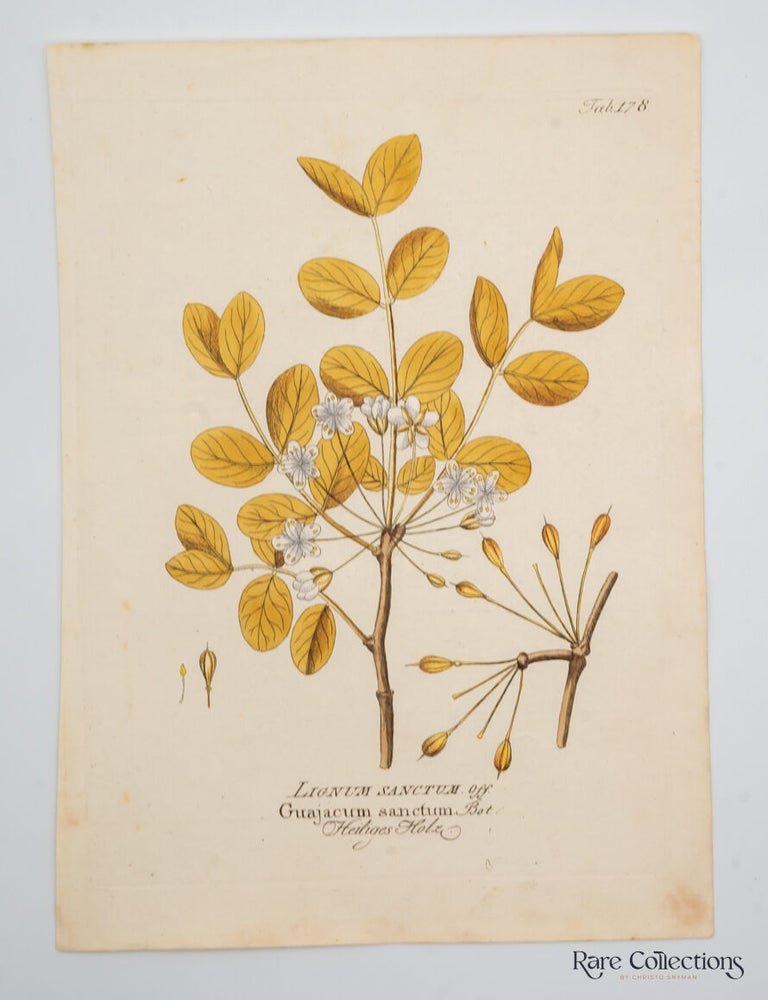 Item #30115 Icones plantarum medico-oeconomico-technologicarum (Lignum Sanctum - Plate 178). Ferdinand Bernhard Vietz.