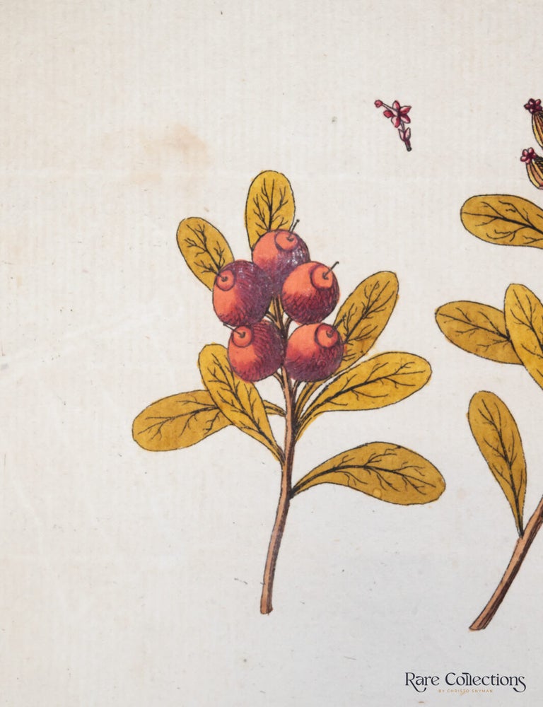 Item #30125 Icones plantarum medico-oeconomico-technologicarum (Uva Ursi - Plate 218). Ferdinand Bernhard Vietz.