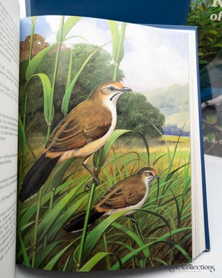 The Rare Birds of Southern Africa