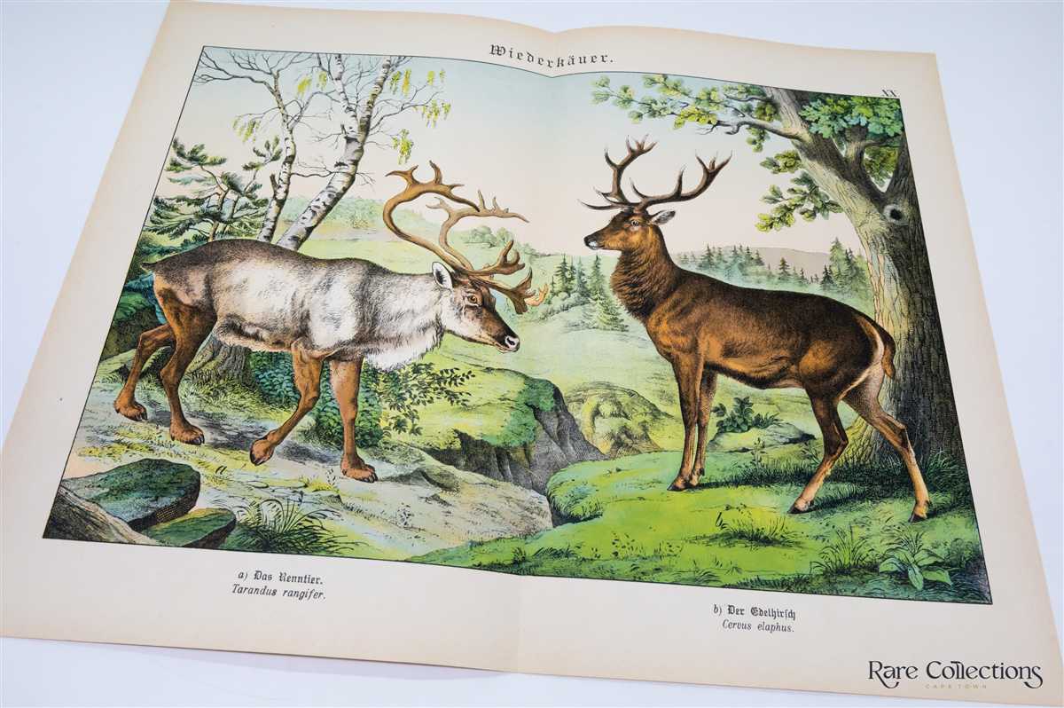 Naturgeschichte Des Tierreichs, or Natural History of the Animal Realm  Mammals XX by Gotthilf Heinrich Von Schubert on Rare Collections