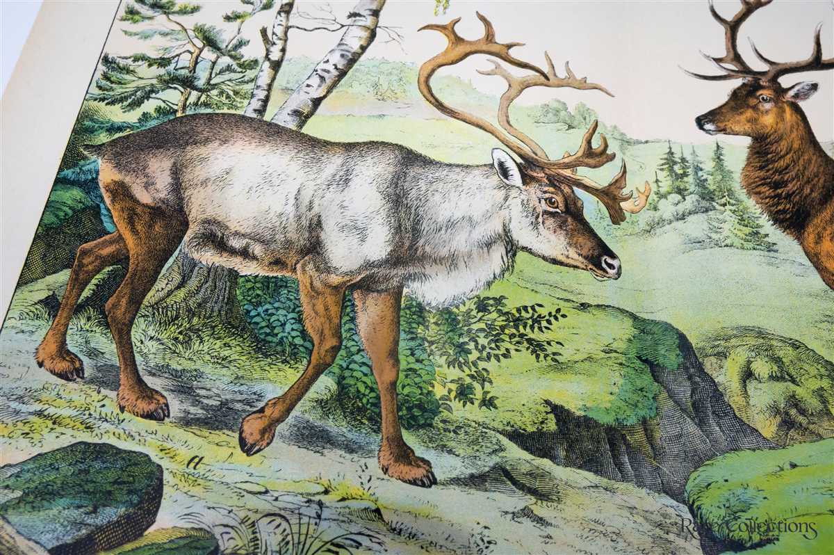 Naturgeschichte Des Tierreichs, or Natural History of the Animal Realm  Mammals XX by Gotthilf Heinrich Von Schubert on Rare Collections