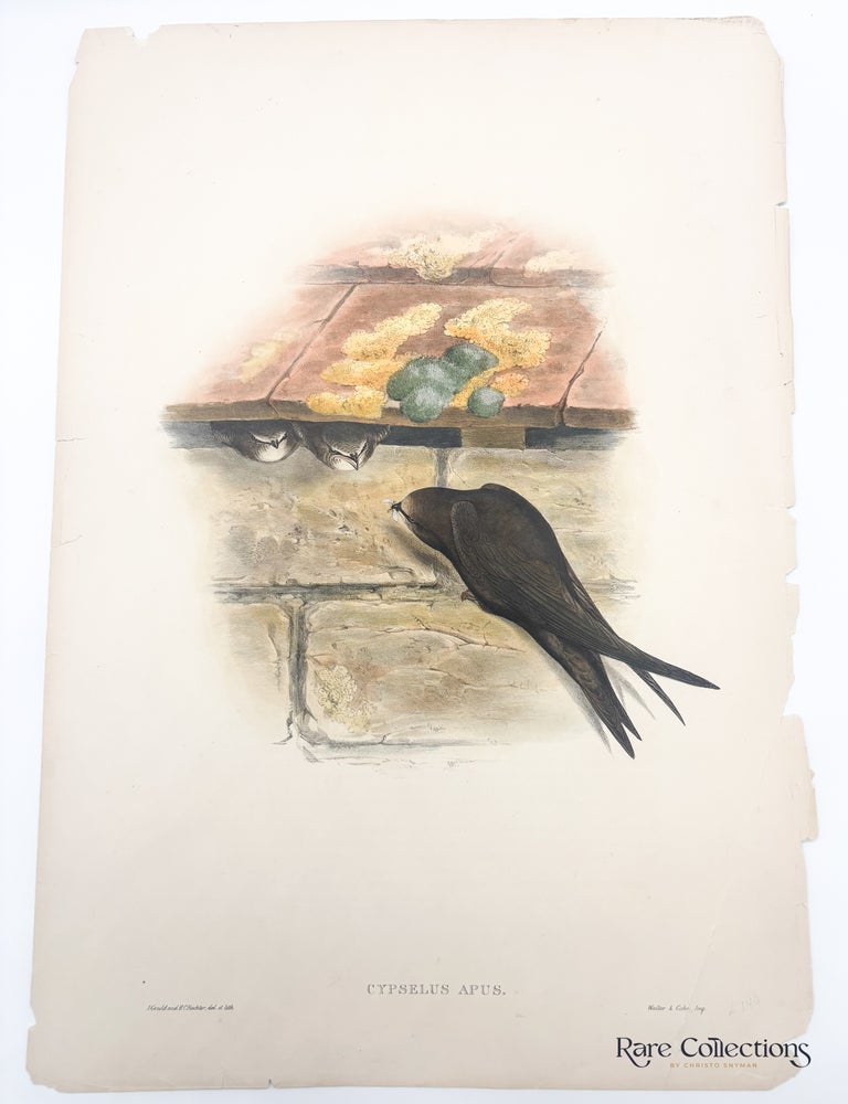 Item #31453 Cypselus apus (Common Swift). John Gould.