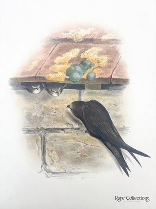 Cypselus apus (Common Swift)