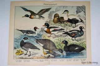 Item #3152 Naturgeschichte Des Tierreichs, or Natural History of the Animal Realm (Birds XXIX)....