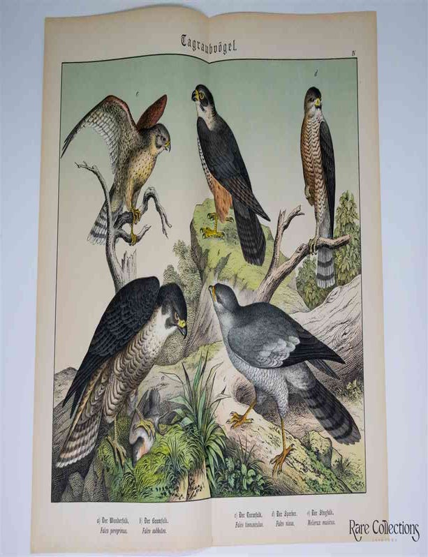 Item #3153 Naturgeschichte Des Tierreichs, or Natural History of the Animal Realm (Birds IV). Gotthilf Heinrich Von Schubert.
