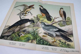 Naturgeschichte Des Tierreichs, or Natural History of the Animal Realm (Birds IV)