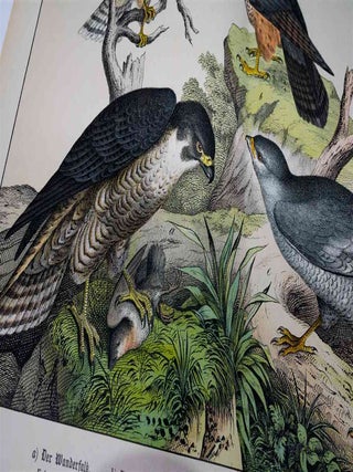 Naturgeschichte Des Tierreichs, or Natural History of the Animal Realm (Birds IV)