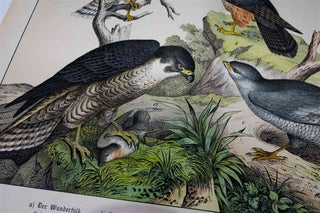 Naturgeschichte Des Tierreichs, or Natural History of the Animal Realm (Birds IV)