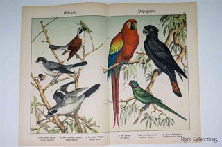 Item #3154 Naturgeschichte Des Tierreichs, or Natural History of the Animal Realm (Birds VI)....