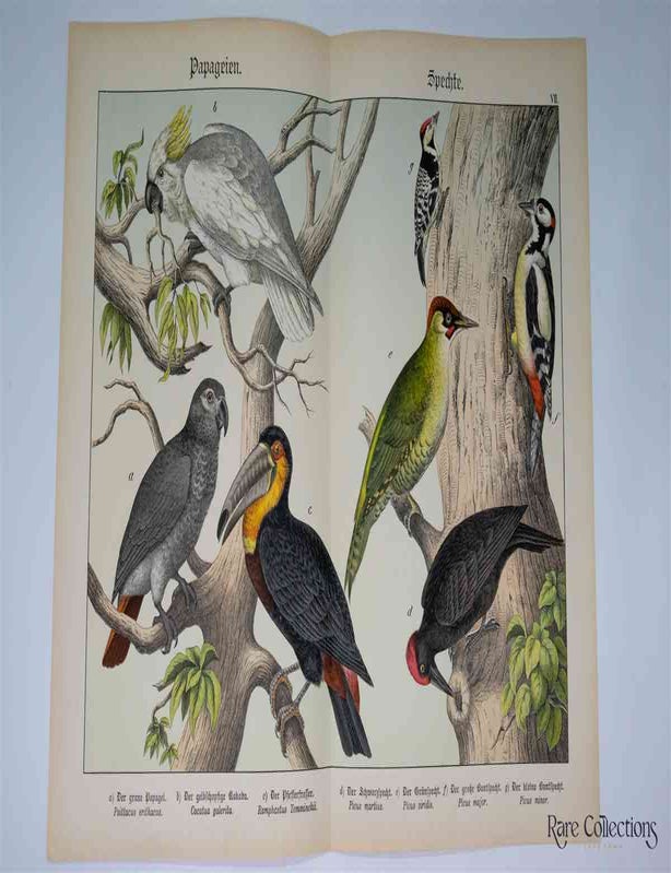 Item #3155 Naturgeschichte Des Tierreichs, or Natural History of the Animal Realm (Birds VII). Gotthilf Heinrich Von Schubert.