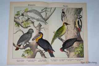 Item #3155 Naturgeschichte Des Tierreichs, or Natural History of the Animal Realm (Birds VII)....