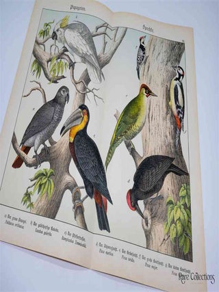 Naturgeschichte Des Tierreichs, or Natural History of the Animal Realm (Birds VII)