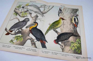 Naturgeschichte Des Tierreichs, or Natural History of the Animal Realm (Birds VII)
