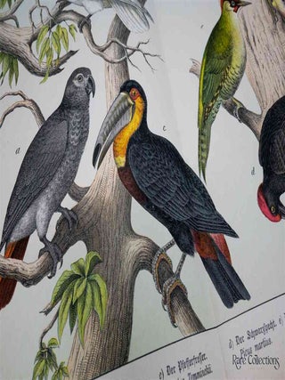 Naturgeschichte Des Tierreichs, or Natural History of the Animal Realm (Birds VII)