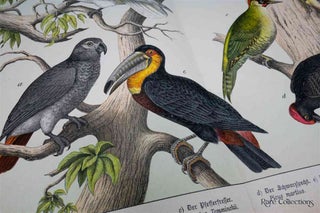 Naturgeschichte Des Tierreichs, or Natural History of the Animal Realm (Birds VII)