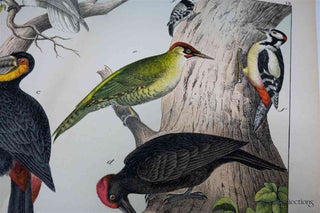 Naturgeschichte Des Tierreichs, or Natural History of the Animal Realm (Birds VII)