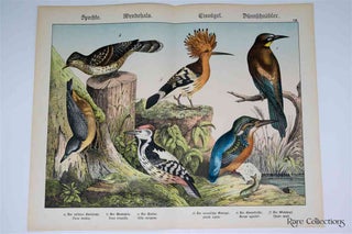 Item #3156 Naturgeschichte Des Tierreichs, or Natural History of the Animal Realm (Birds VIII)....