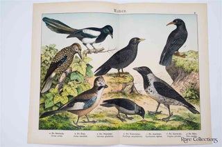 Item #3157 Naturgeschichte Des Tierreichs, or Natural History of the Animal Realm (Birds X)....