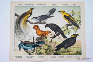 Item #3158 Naturgeschichte Des Tierreichs, or Natural History of the Animal Realm (Birds XI)....