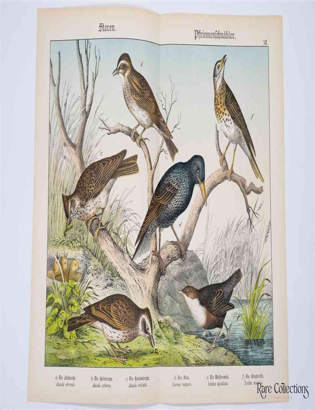 Item #3159 Naturgeschichte Des Tierreichs, or Natural History of the Animal Realm (Birds XII). Gotthilf Heinrich Von Schubert.