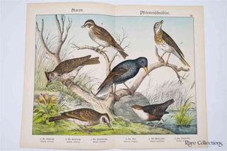 Item #3159 Naturgeschichte Des Tierreichs, or Natural History of the Animal Realm (Birds XII)....