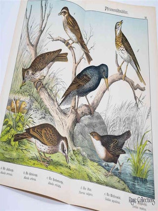 Naturgeschichte Des Tierreichs, or Natural History of the Animal Realm (Birds XII)