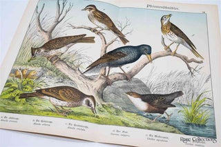 Naturgeschichte Des Tierreichs, or Natural History of the Animal Realm (Birds XII)