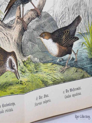 Naturgeschichte Des Tierreichs, or Natural History of the Animal Realm (Birds XII)