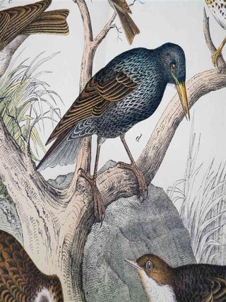 Naturgeschichte Des Tierreichs, or Natural History of the Animal Realm (Birds XII)