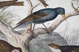 Naturgeschichte Des Tierreichs, or Natural History of the Animal Realm (Birds XII)
