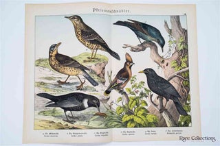 Item #3160 Naturgeschichte Des Tierreichs, or Natural History of the Animal Realm (Birds XIII)....